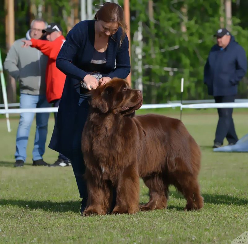 Фото: ньюфаундленд Фанньюф Авалон (Funnewf Avalon)