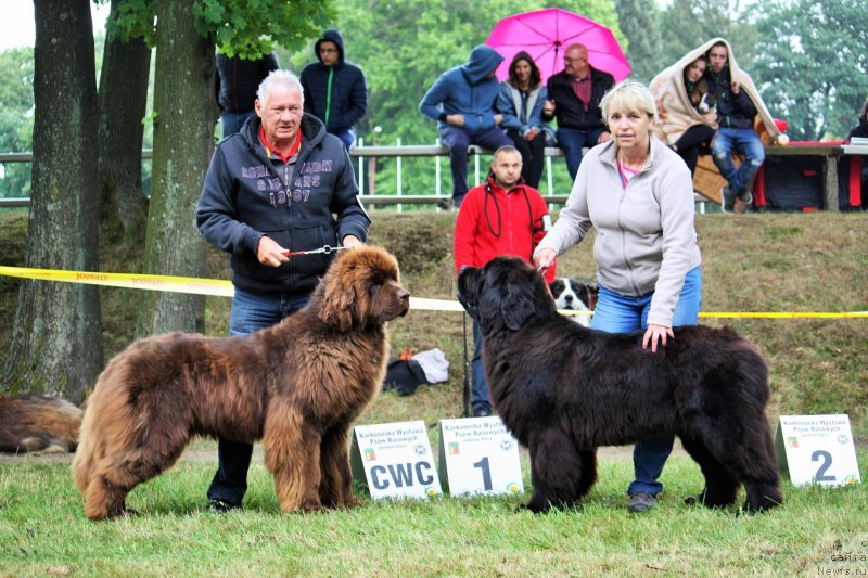 Фото: ньюфаундленд Акватория Келвин Кирби
