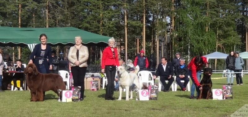 Фото: ньюфаундленд Фанньюф Авалон (Funnewf Avalon), Ксения Новикова