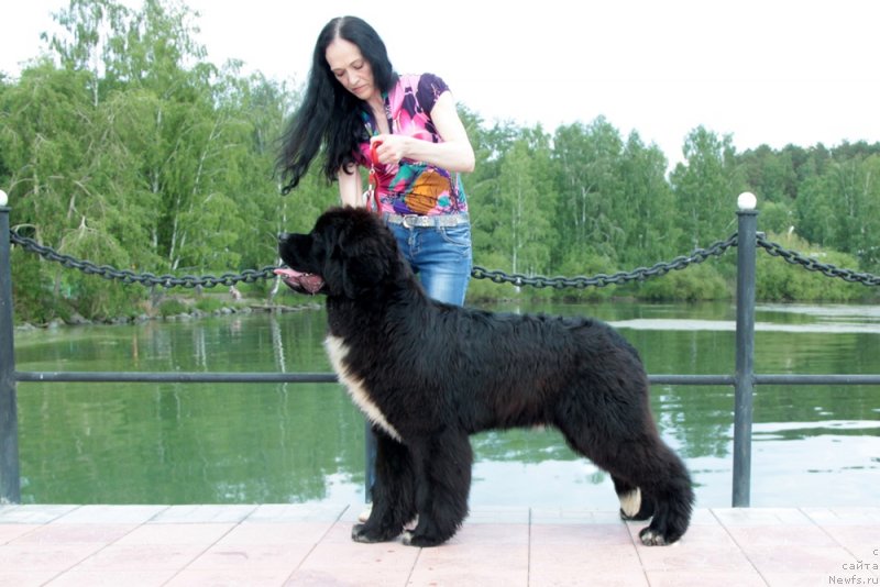 Фото: ньюфаундленд Аквиан Сонг Фостер