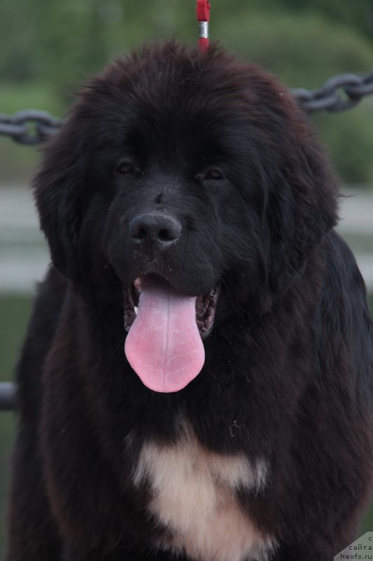 Фото: ньюфаундленд Аквиан Сонг Фостер