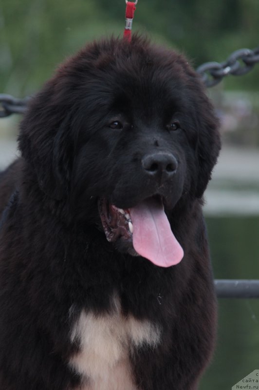 Фото: ньюфаундленд Аквиан Сонг Фостер