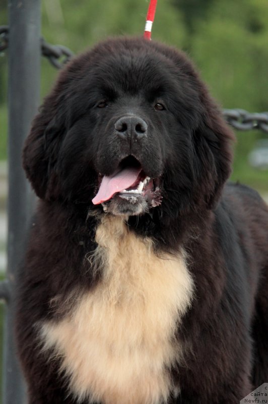 Фото: ньюфаундленд Аквиан Сонг Феличита (Akvian Song Felichita)