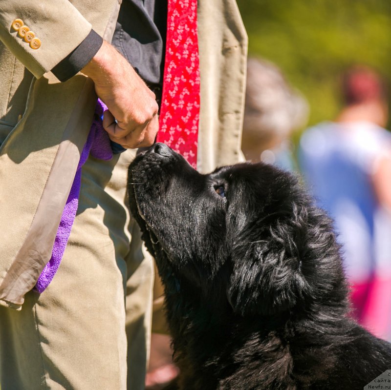 Фото: ньюфаундленд Сент Джонс Юстиния Юлия (Sent Djons Yustiniya Yuliya)