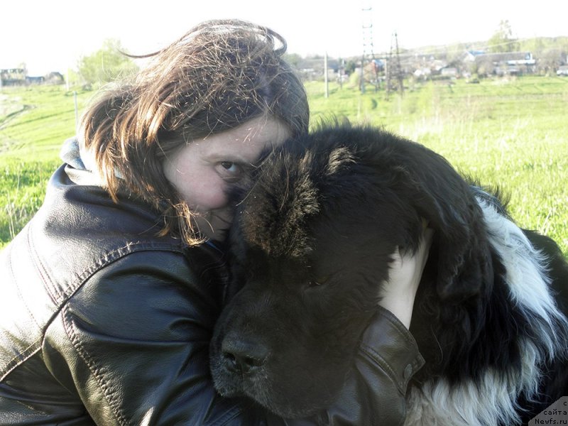 Фото: Алла Тузкова, ньюфаундленд Старбимовлав Гардемарин
