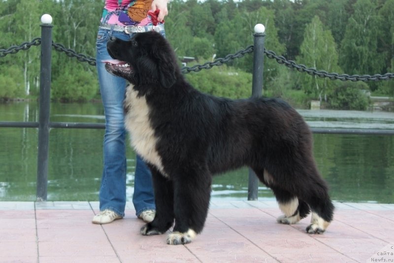 Фото: ньюфаундленд Аквиан Сонг Феличита (Akvian Song Felichita)