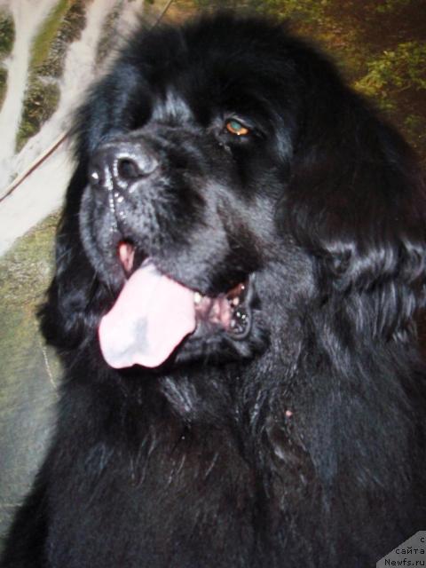 Фото: ньюфаундленд Рафаэлла Бриллианс Черная Жемчужина