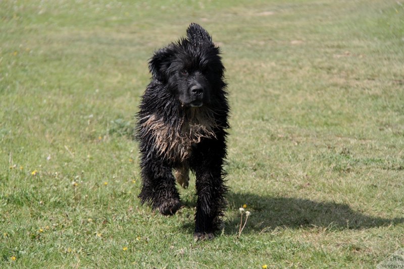 Фото: ньюфаундленд Аквиан Сонг Феличита (Akvian Song Felichita)