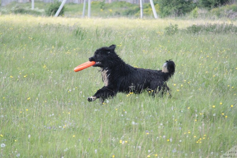 Фото: ньюфаундленд Аквиан Сонг Феличита (Akvian Song Felichita)
