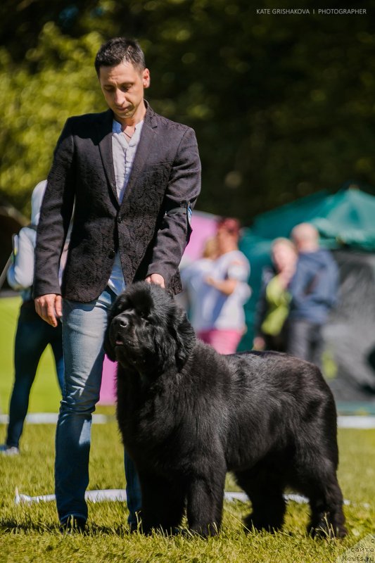 Фото: ньюфаундленд Love Inside Your Soul Moon Bear