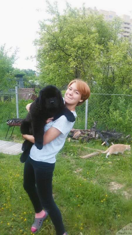 Фото: Лилия Марченко, ньюфаундленд Супер Бизон Фламинго