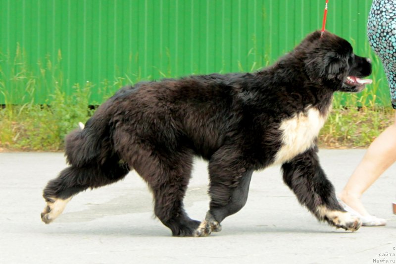 Фото: ньюфаундленд Аквиан Сонг Феличита (Akvian Song Felichita)