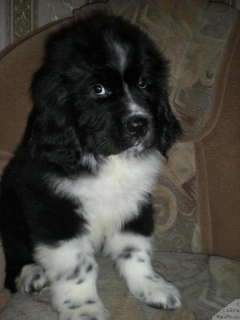 Фото: ньюфаундленд Большой Давид