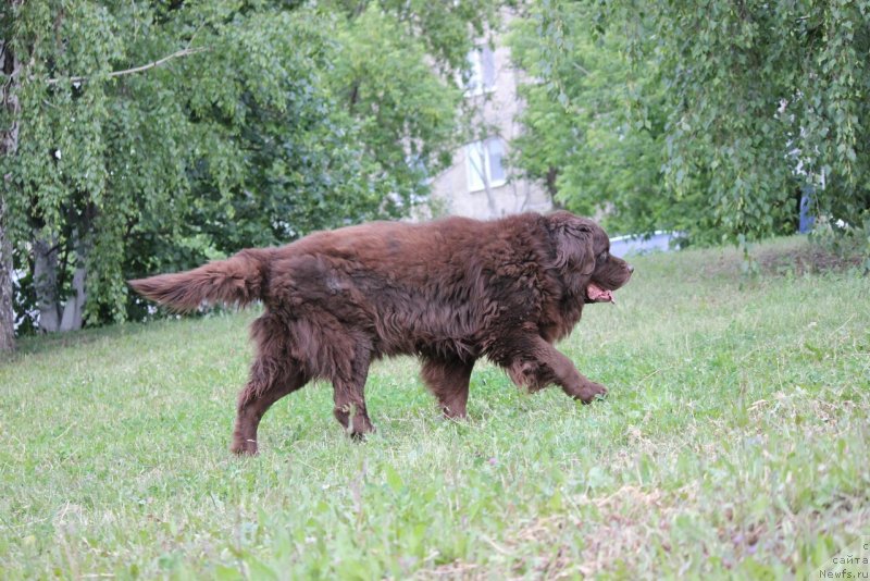 Фото: ньюфаундленд Конфуций