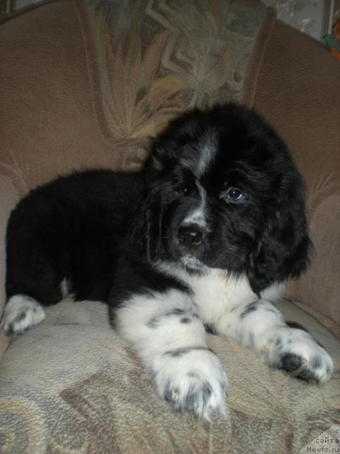 Фото: ньюфаундленд Большой Давид