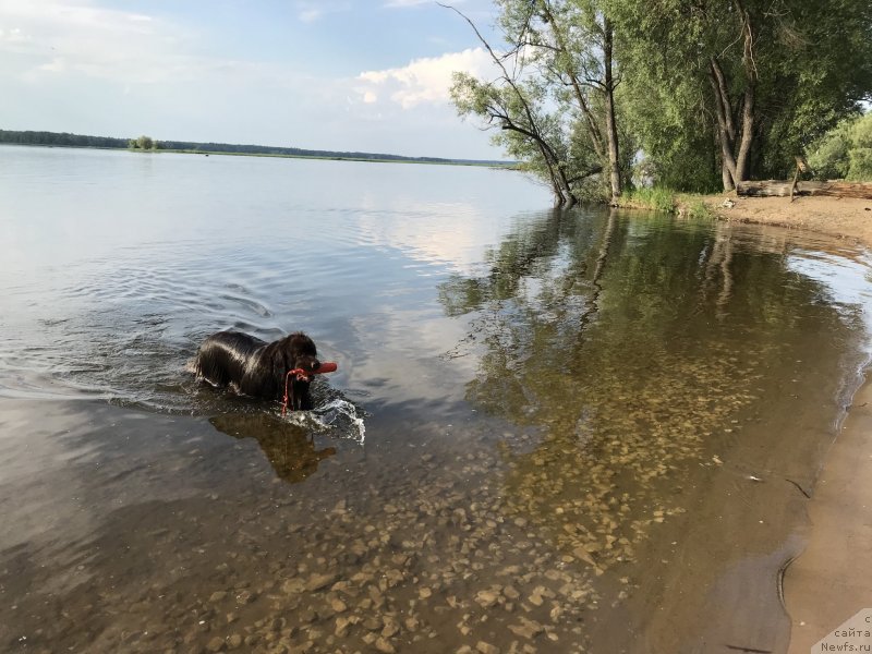 Фото: ньюфаундленд Браунблад МСК Жанара Хайя (Brownblood MSK Zhanara Haya)