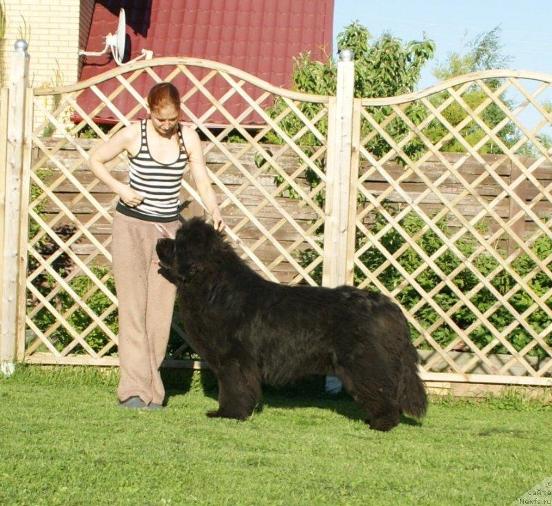 Фото: ньюфаундленд Сноу Викинг Адриан