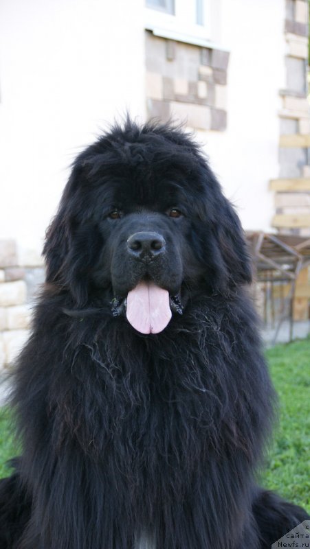 Фото: ньюфаундленд Сноу Викинг Адриан