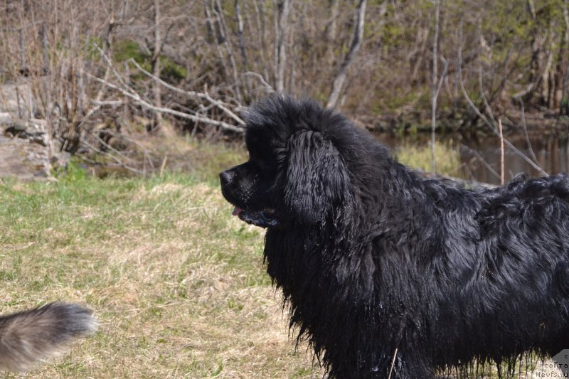 Фото: ньюфаундленд Сноу Викинг Амиго
