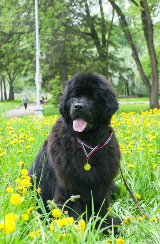 Фото: ньюфаундленд Сноу Викинг Ассоль