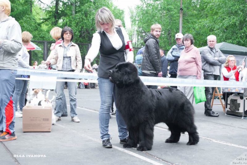Фото: ньюфаундленд Сноу Викинг Ассоль
