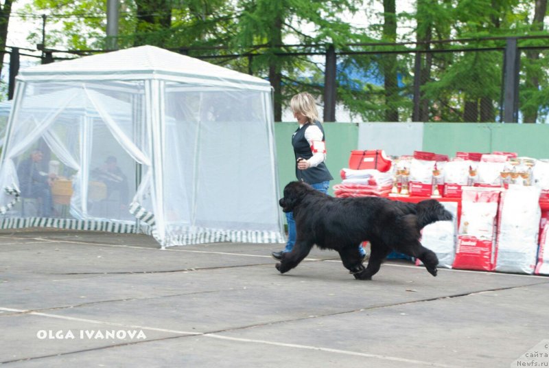 Фото: ньюфаундленд Сноу Викинг Ассоль