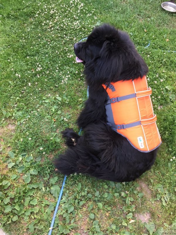 Фото: ньюфаундленд Браунблад МСК Жамал Амира