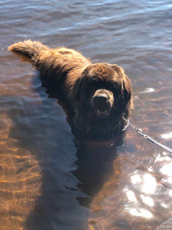 Фото: ньюфаундленд Браунблад МСК Ларчи Ардон (Brownblood MSK Larchie Ardon)