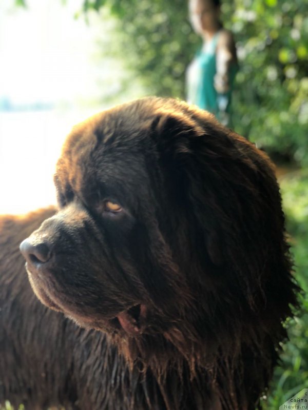 Фото: ньюфаундленд Браунблад МСК Ларчи Ардон (Brownblood MSK Larchie Ardon)