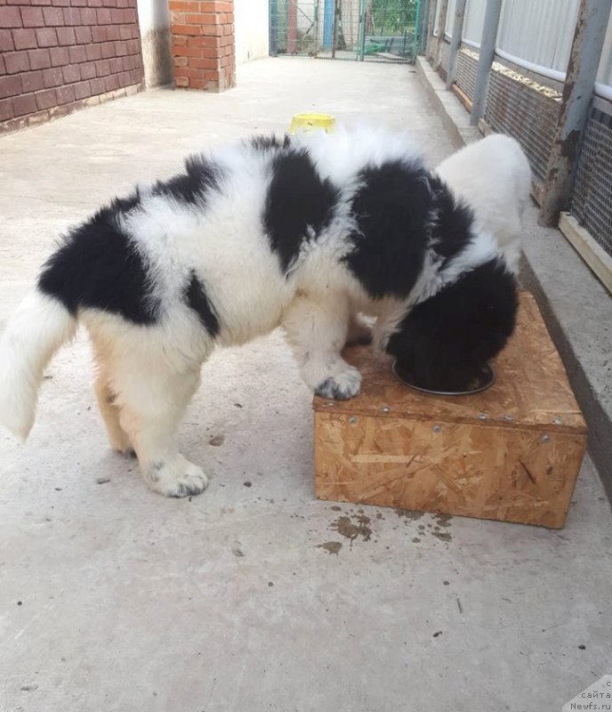 Фото: ньюфаундленд Доминика фо Лав от Карельских Медведей