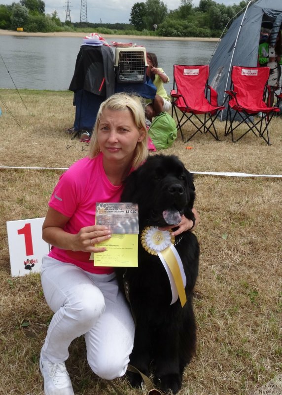 Фото: ньюфаундленд Браунблад МСК Жансая Шули (Brownblood MSK Zhansaya Shuli)