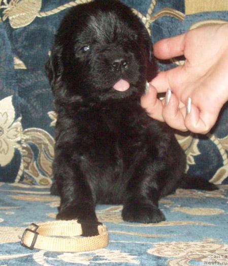 Фото: ньюфаундленд Ласкун Лунный Поцелуй