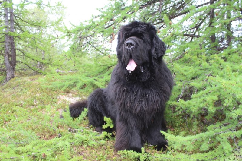 Фото: ньюфаундленд King of Helluland You Shock Me