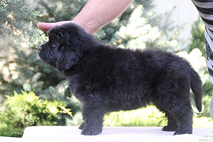 Фото: ньюфаундленд Рианна с Берега Дона