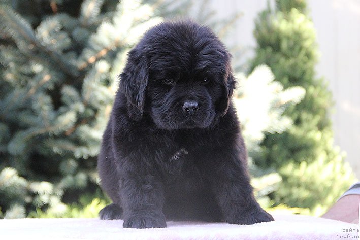 Фото: ньюфаундленд Рианна с Берега Дона