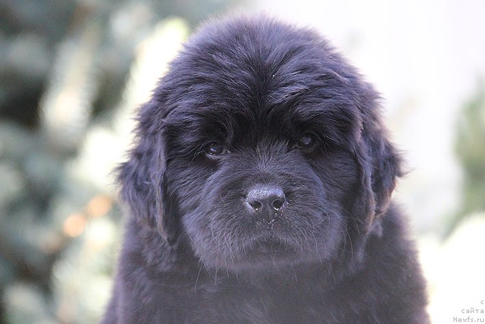 Фото: ньюфаундленд Рианна с Берега Дона