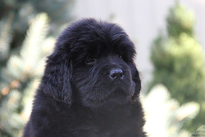 Фото: ньюфаундленд Рианна с Берега Дона