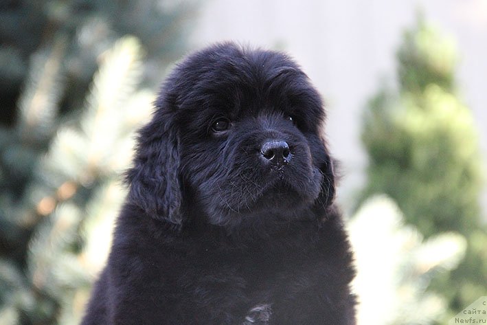 Фото: ньюфаундленд Рианна с Берега Дона