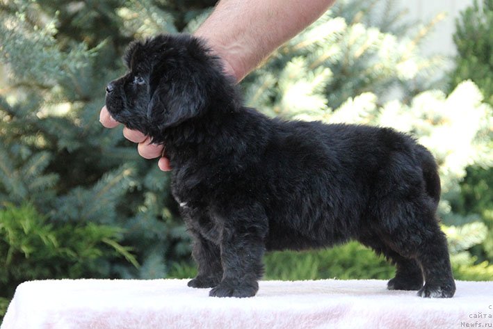 Фото: ньюфаундленд Рэйчл с Берега Дона