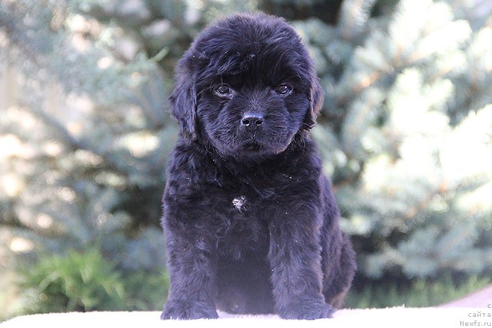 Фото: ньюфаундленд Рэйчл с Берега Дона