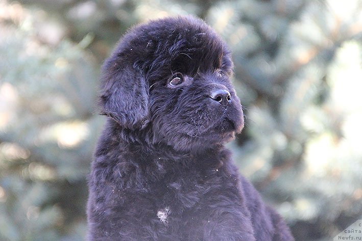 Фото: ньюфаундленд Рэйчл с Берега Дона