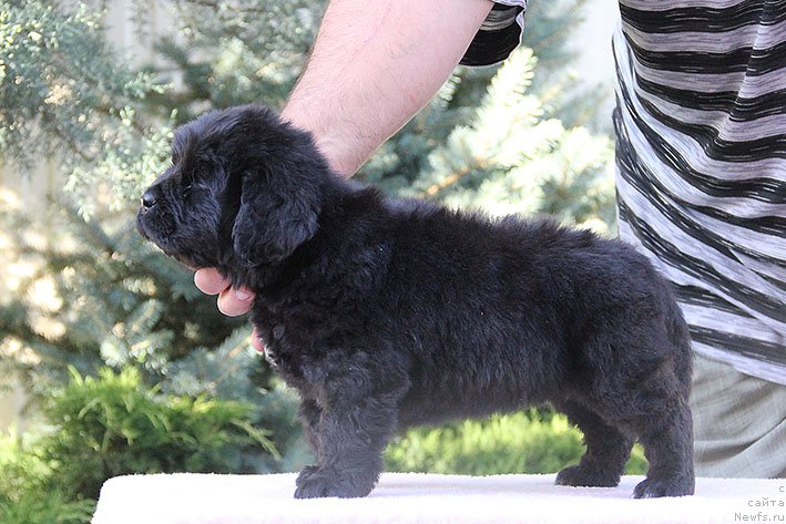 Фото: ньюфаундленд Рэсси с Берега Дона