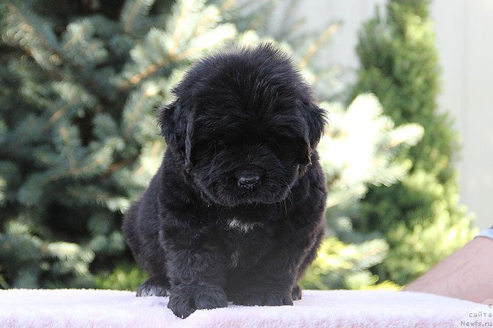 Фото: ньюфаундленд Рэсси с Берега Дона