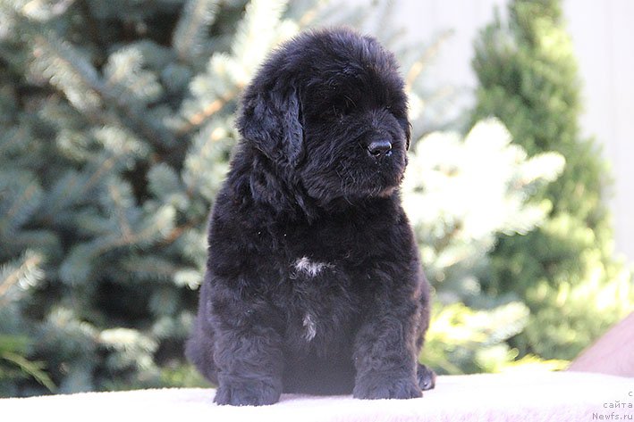 Фото: ньюфаундленд Рэсси с Берега Дона