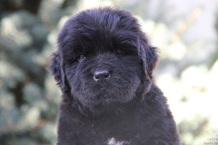 Фото: ньюфаундленд Рэсси с Берега Дона