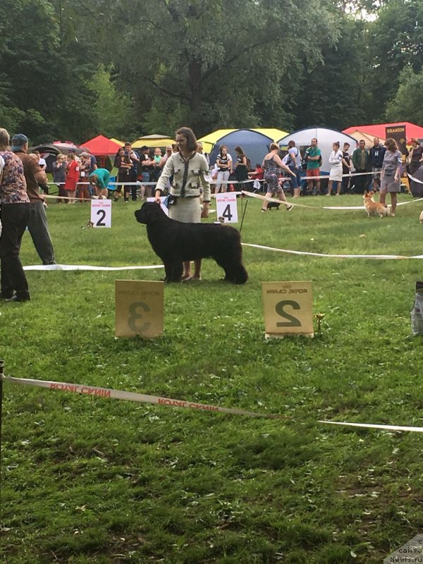 Фото: ньюфаундленд Моя Стихия Ламборджини (Moya Stikhiya Lamborghini)