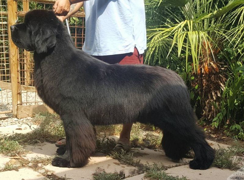 Фотография № 236934