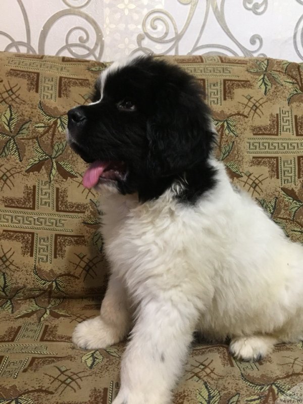 Фото: ньюфаундленд Диор от Карельских Медведей