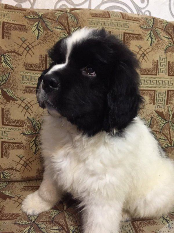 Фото: ньюфаундленд Диор от Карельских Медведей