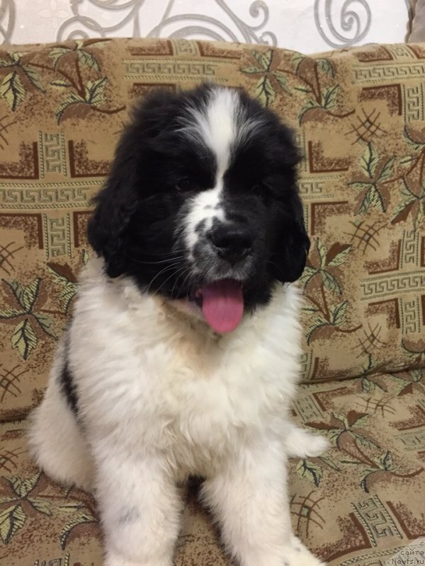 Фото: ньюфаундленд Диор от Карельских Медведей